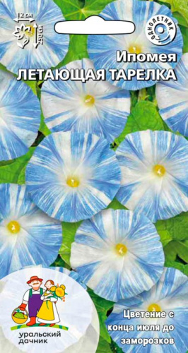 Ипомея Летающая тарелка 