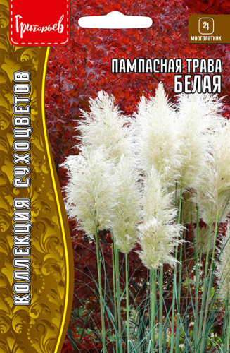 Пампасная трава Белая (Кортадерия)
