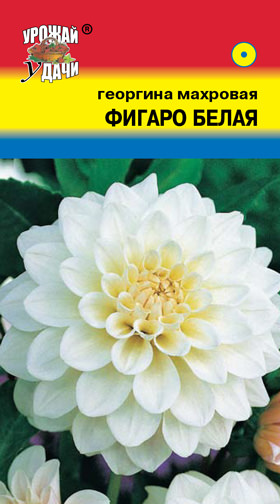 Георгина Фигаро Белая 