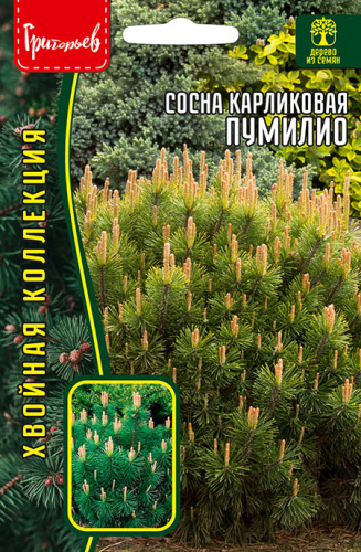 Сосна карликовая Пумилио