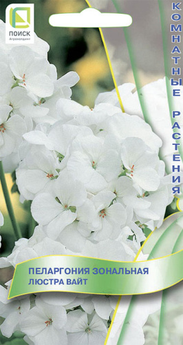 Пеларгония зональная Люстра Вайт