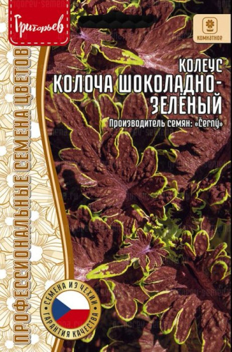Колеус Колоча F1 Шоколадно-Зелёный (Colocha Chocolate Green)