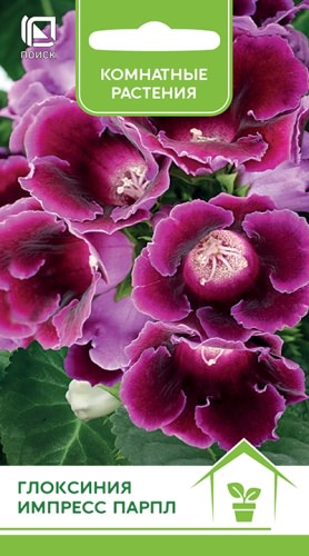 Глоксиния Импресс Парпл