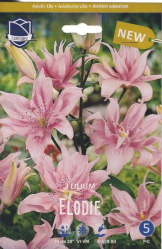 Лилия азиатская double Elody /3шт 