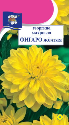 Георгина Фигаро F1 Желтая махровая 