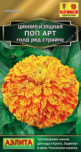 Цинния Поп арт голд ред страйпс 