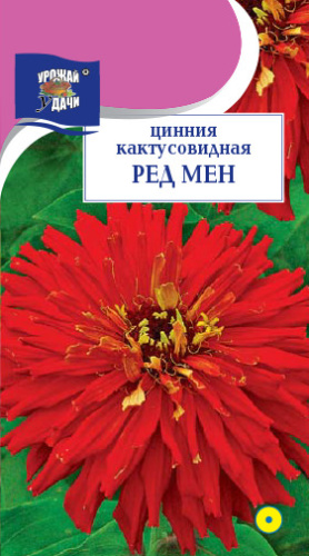 Цинния Ред Мен кактусовидная 