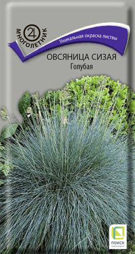 Овсяница сизая Голубая