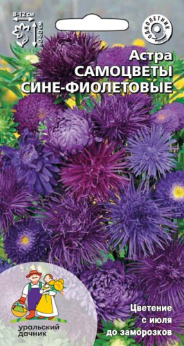 Астра Самоцветы сине-фиолетовые