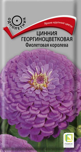 Цинния Фиолетовая королева георгиноцветковая 