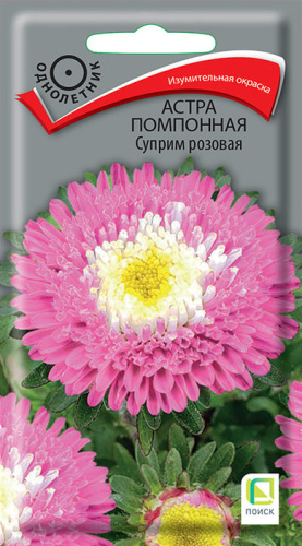 Астра Суприм Розовая помпонная