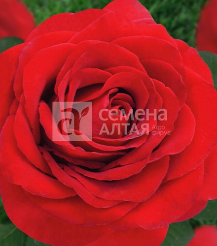 Роза Королевский бархат