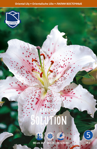 Лилия восточная Solution /3шт