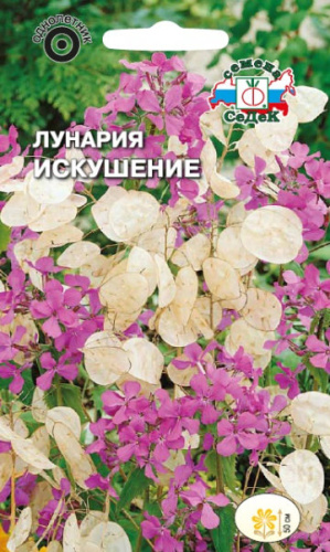 Лунария Искушение (однолетняя, лиловая) 