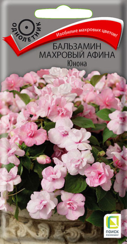 Бальзамин Афина F1 Юнона махр.