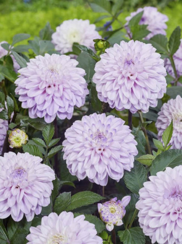 Георгина декоративная Espacio (1х1шт)