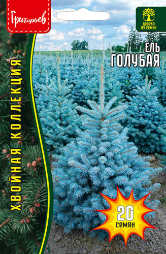 Ель Голубая