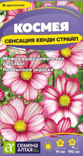 Космея Сенсация Кенди Страйп