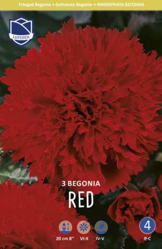 Бегония Fimbriata RED  /3шт 