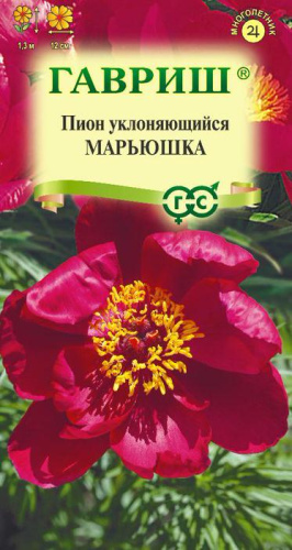 Пион уклоняющийся Марьюшка 