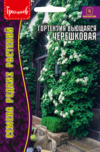 Гортензия вьющаяся Черешковая