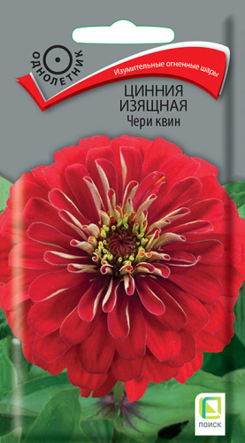 Цинния Чери квин изящная