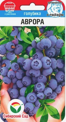 Голубика Аврора 