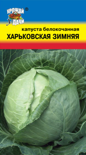 Капуста Харьковская Зимняя 