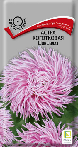 Астра Шиншилла коготковая