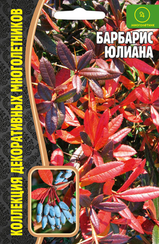 Барбарис Юлиана