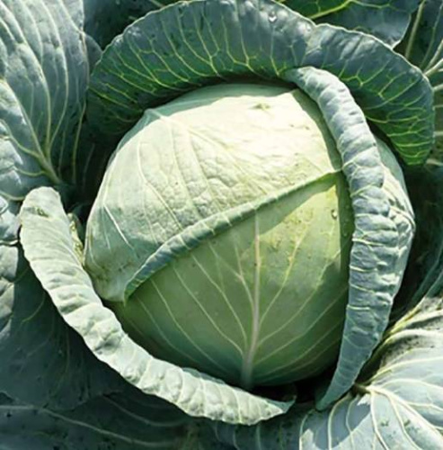 Капуста Агата СВ 3336ЖБ F1 2500 шт