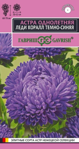 Астра Леди Коралл темно- синяя 