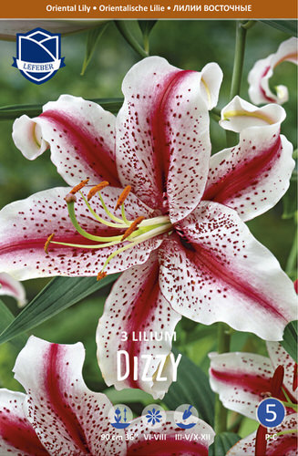 Лилия восточная Dizzy /3шт