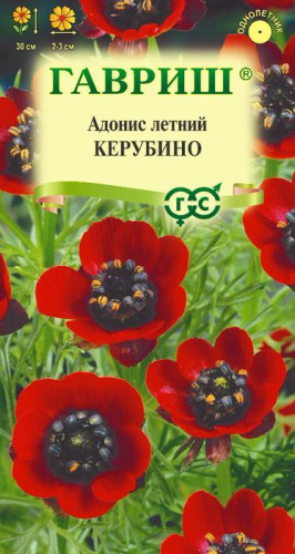 Адонис летний Керубино 
