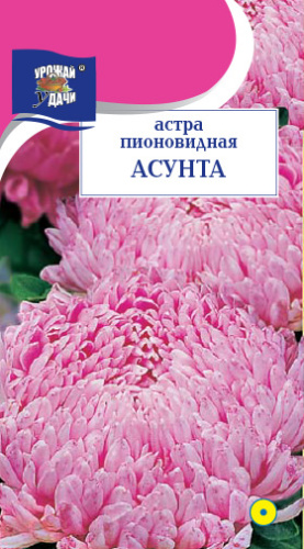Астра Асунта пионовидная