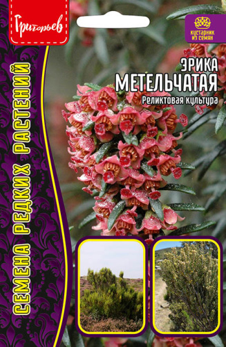 Эрика Метельчатая 