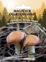 Грибы Масленок Обыкновенный (ССПК)  купить