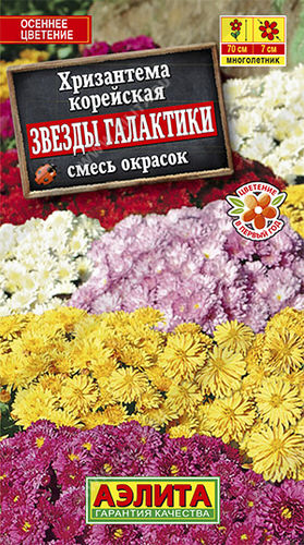 Хризантема Звезды галактики, смесь окрасок 