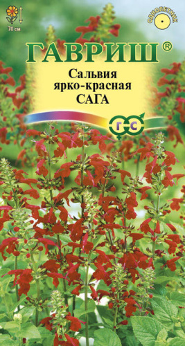 Сальвия Сага ярко- красная 