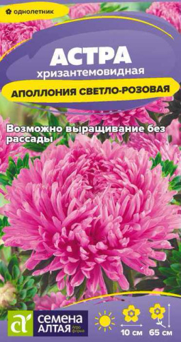 Астра Аполлония Светло-розовая