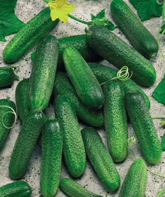 Огурец Клодин F1 250 шт (~5 г)