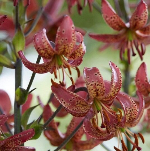 Лилия Манитоба Монинг мартагон /1шт