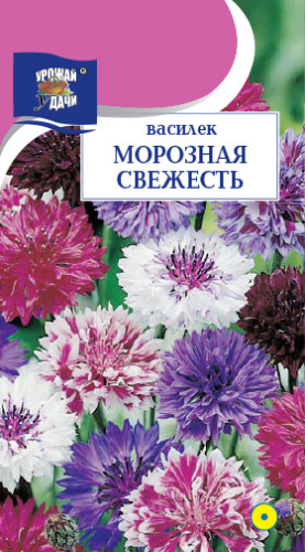 Василек Морозная свежесть махровый 