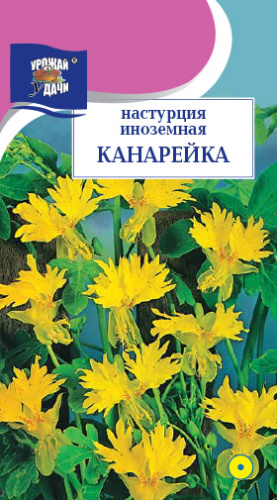 Настурция Канарейка Иноземная