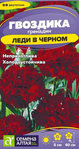 Гвоздика гренадин Леди в черном 