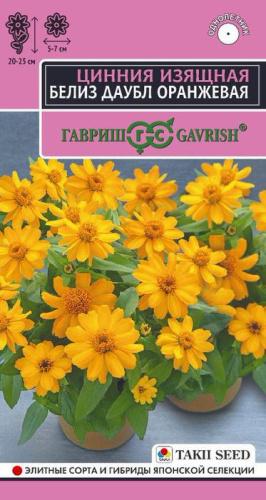 Цинния Белиз даубл оранжевая  Эксклюзив 