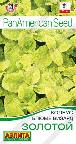 Колеус Золотой блюме