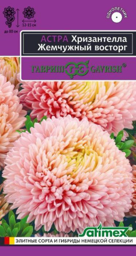 Астра Хризантелла Жемчужный восторг 