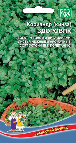 Кориандр Здоровяк