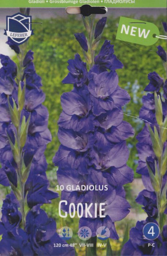 Гладиолус XXL Cookie 14/16 /10шт 
